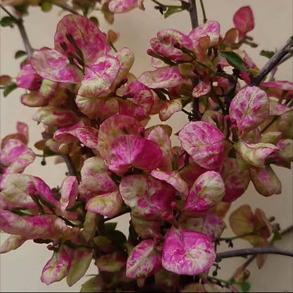 Black Monalisa Bougainvillea (top rare)