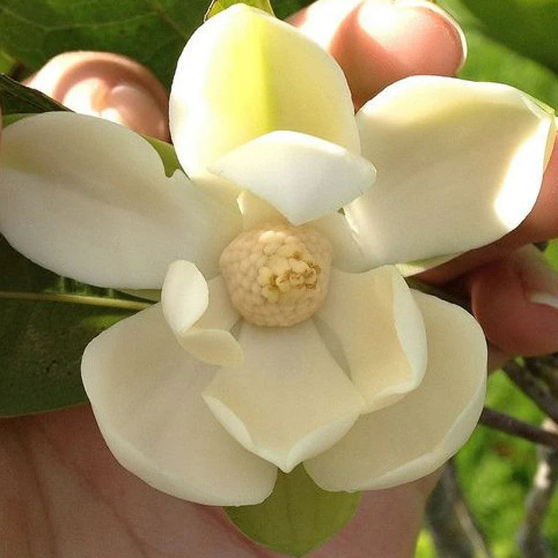 Magnolia Dwarf COCO Flowers Plants