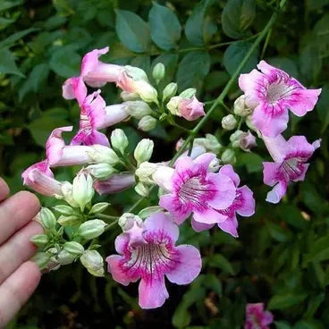 Tecoma Flowers plant (Pink)