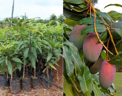 THAI B-5 MANGO Fruit plants (grafting)