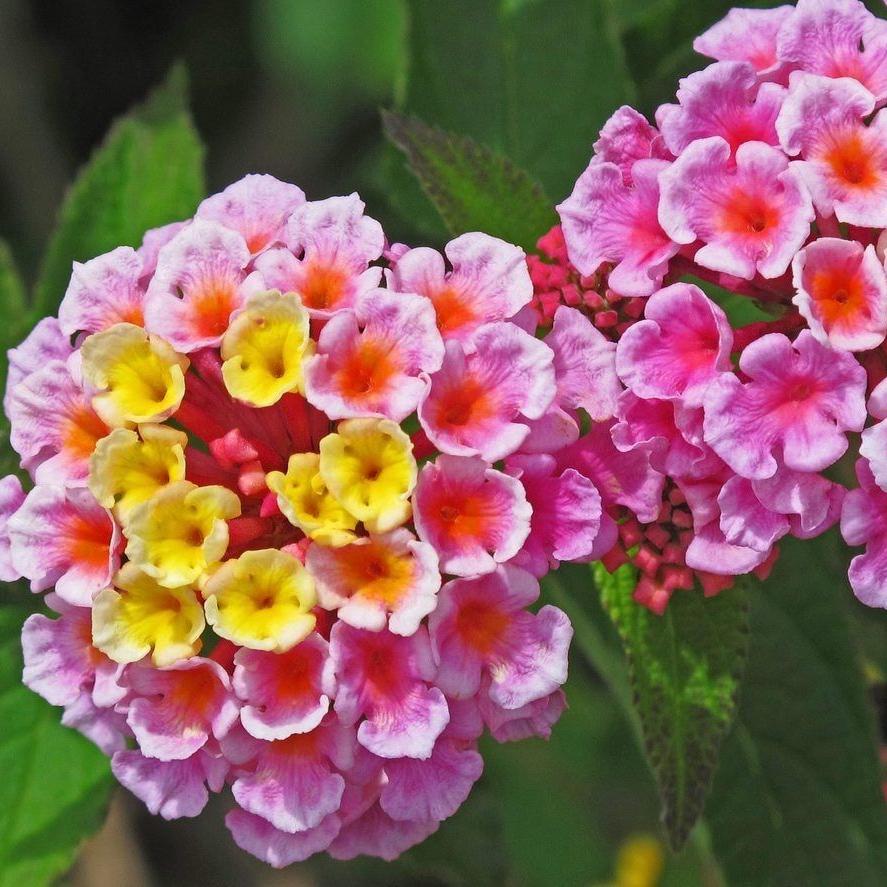 Lantana Flowers Plants ( Pink)