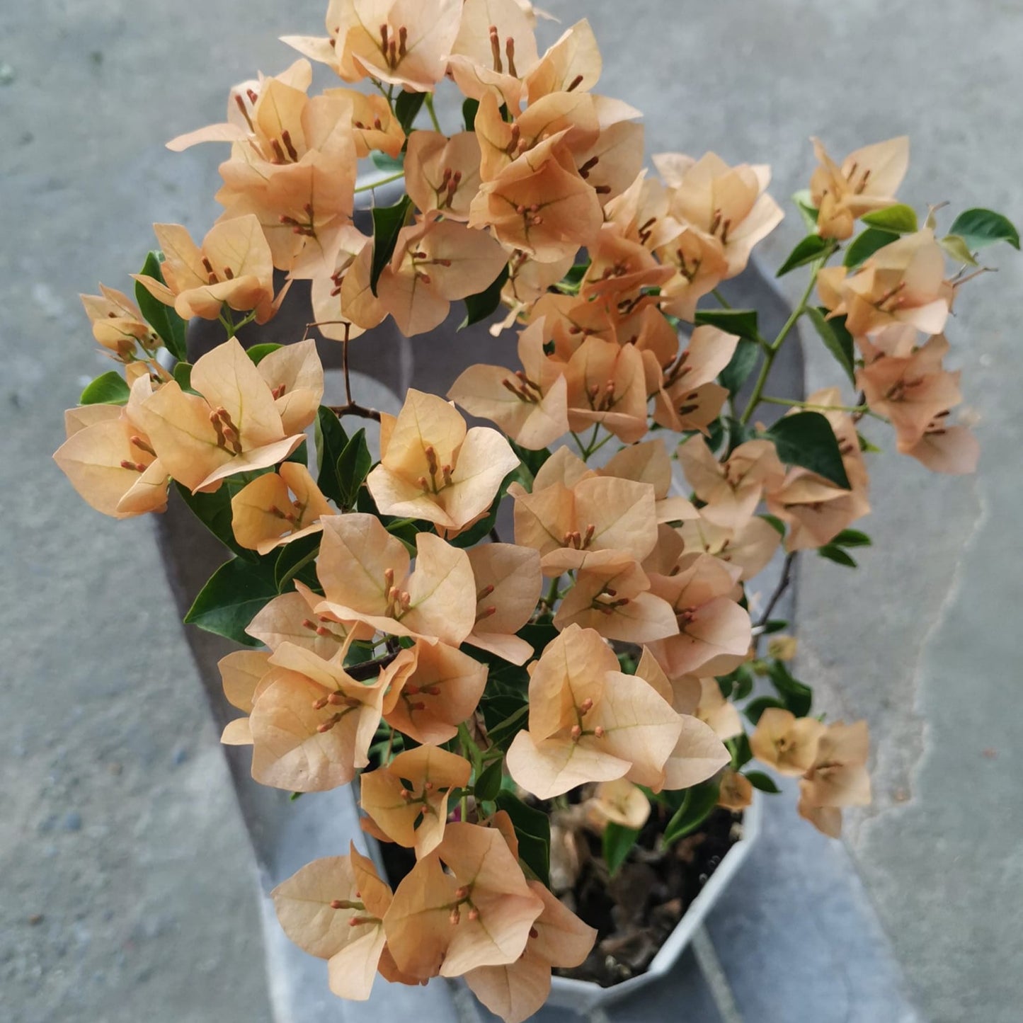 Monalisa Peach Bougainvillea