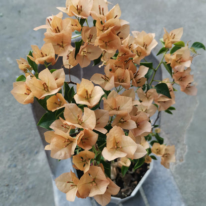Monalisa Peach Bougainvillea