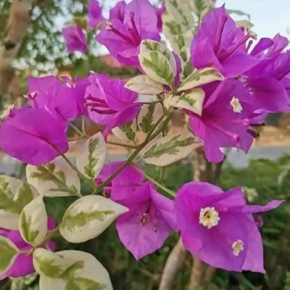 SSB Purple Bougainvillea