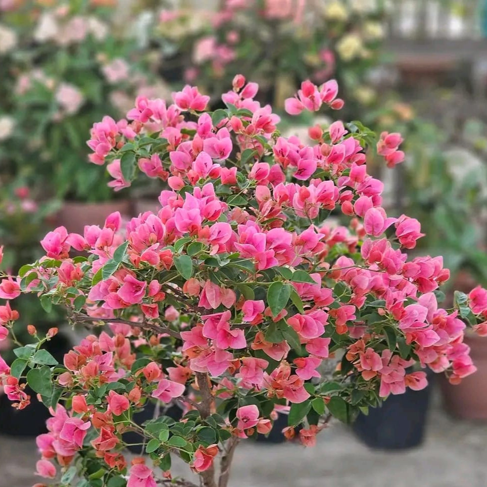 Watermelon Kiss Bougainvillea