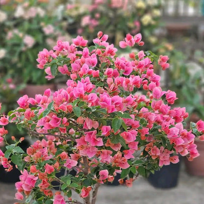 Watermelon Kiss Bougainvillea