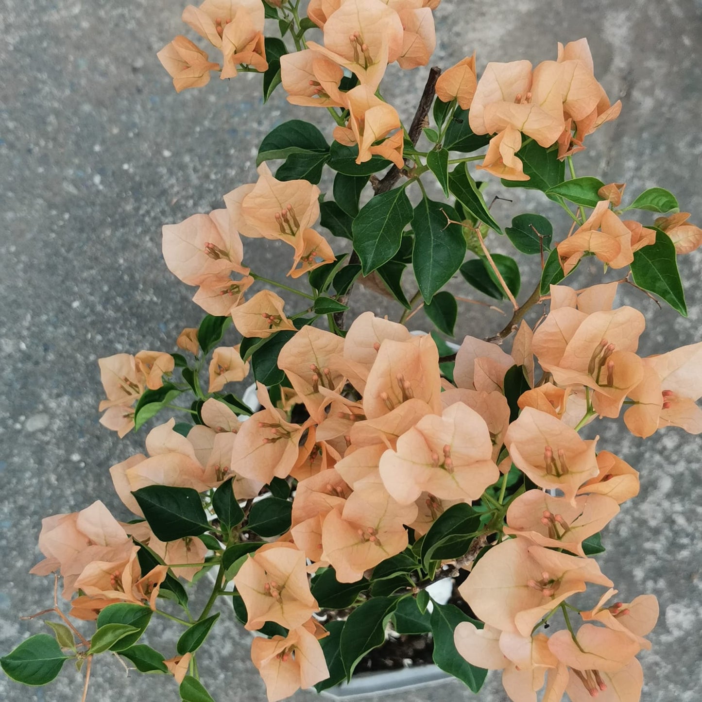 Monalisa Peach Bougainvillea