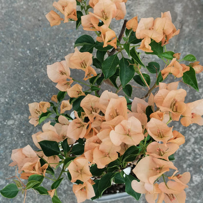 Monalisa Peach Bougainvillea
