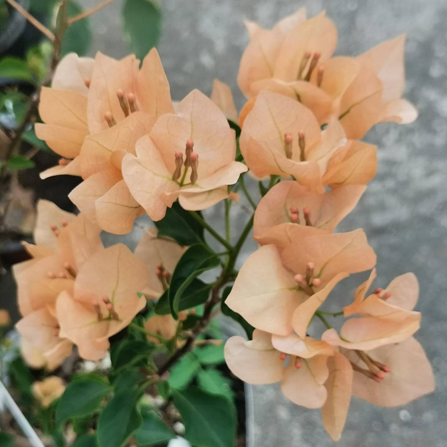 Monalisa Peach Bougainvillea