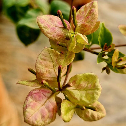 Black Monalisa Bougainvillea (top rare)