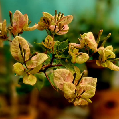 Black Monalisa Bougainvillea (top rare)