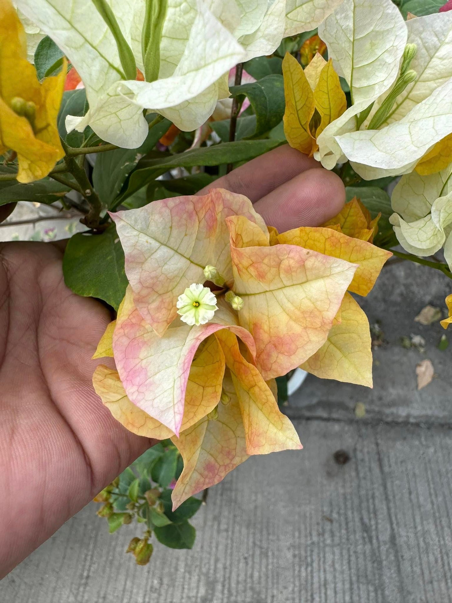 Chitra Gold Bougainvillea