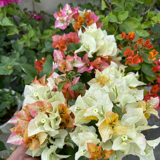 Chitra Gold Bougainvillea