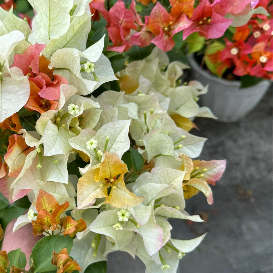 Chitra Gold Bougainvillea