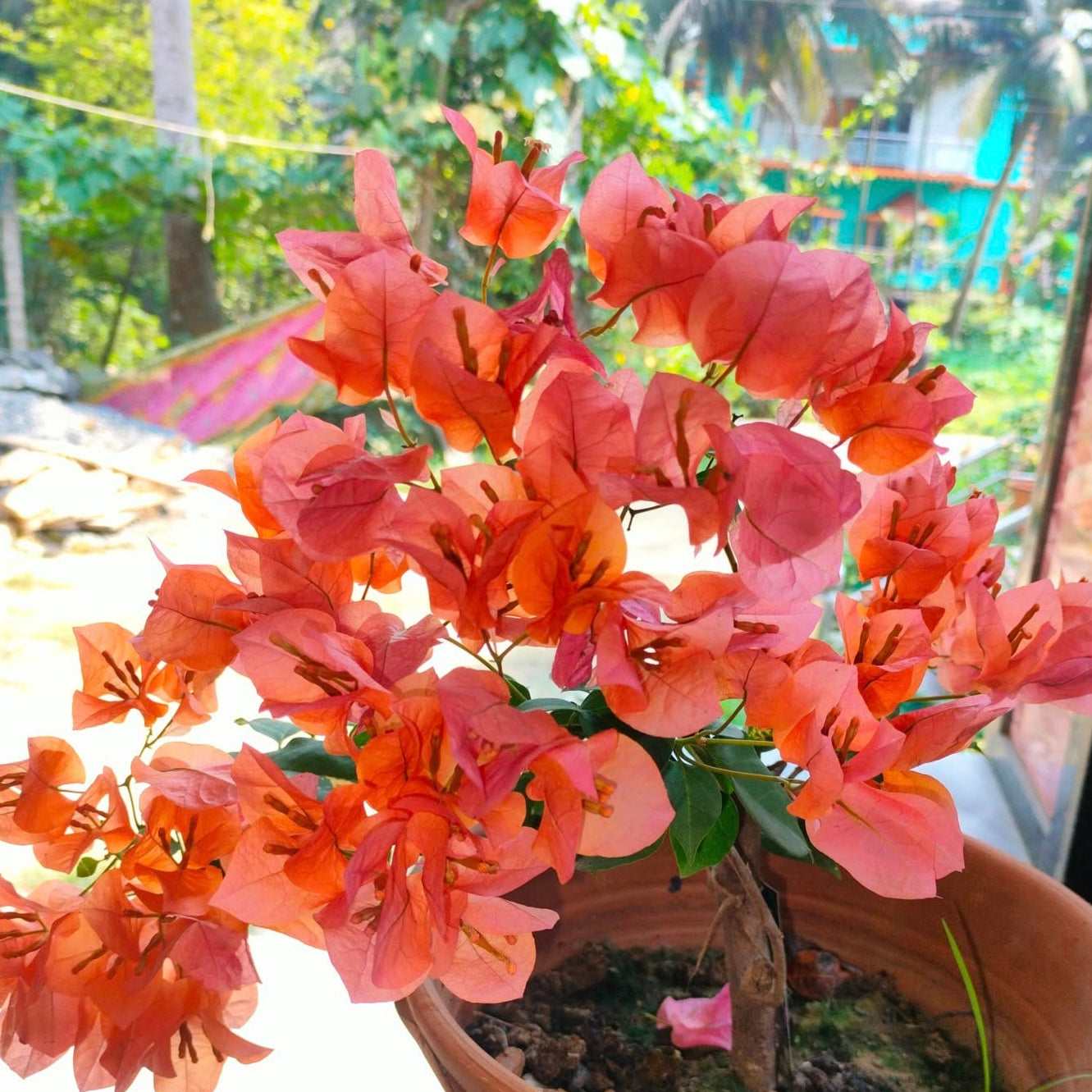 King Orange Bougainvillea