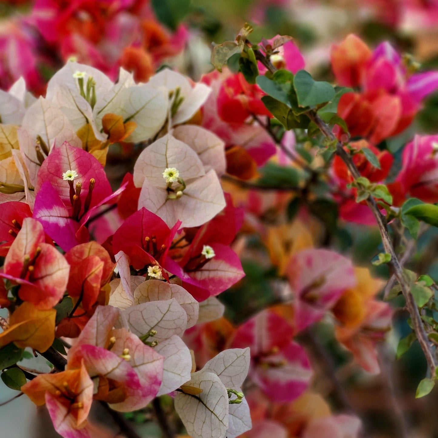 Lady Zyra Bougainvillea
