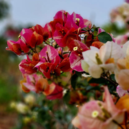 Lady Zyra Bougainvillea