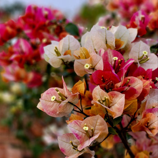 Lady Zyra Bougainvillea