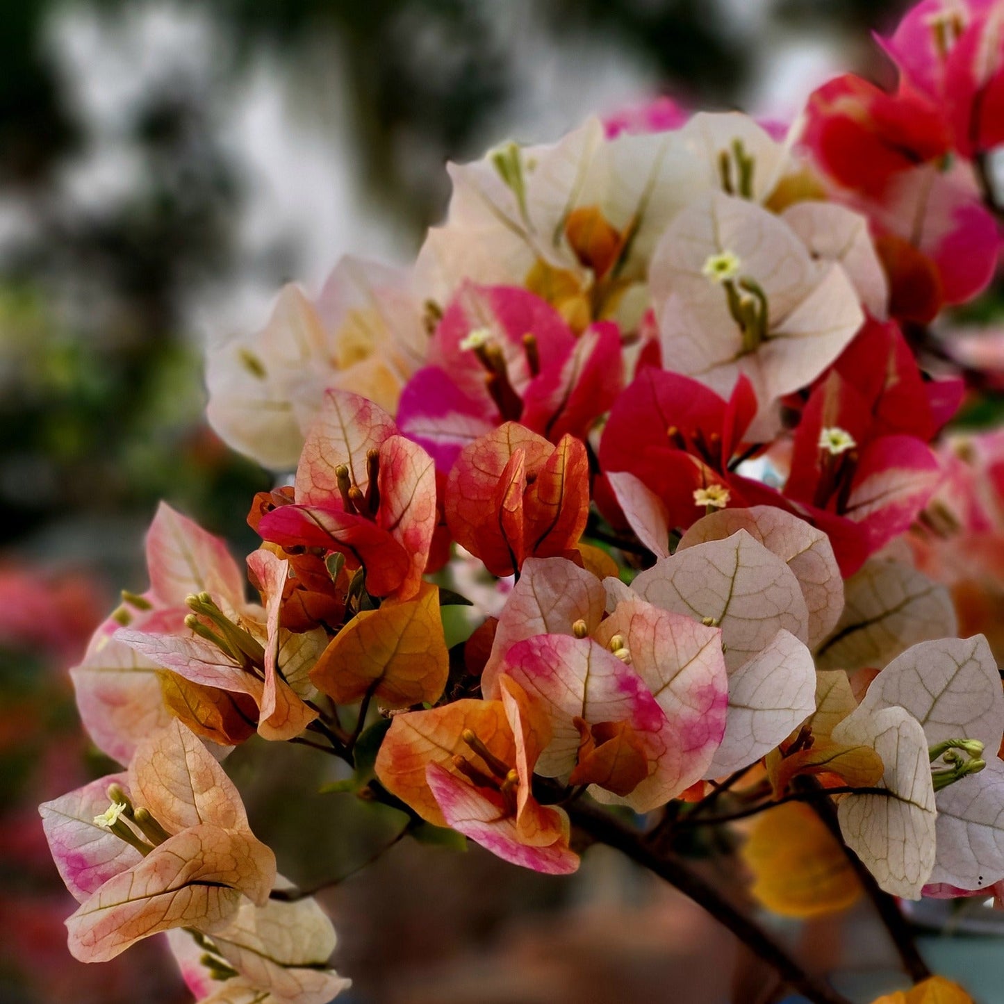 Lady Zyra Bougainvillea