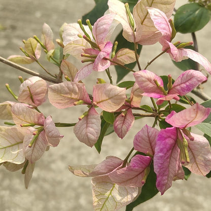 Geisha Bougainvillea