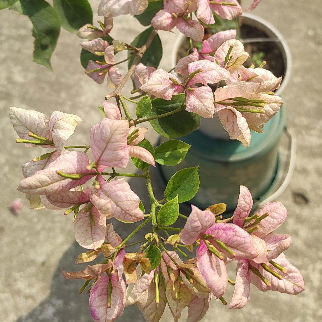 Geisha Bougainvillea