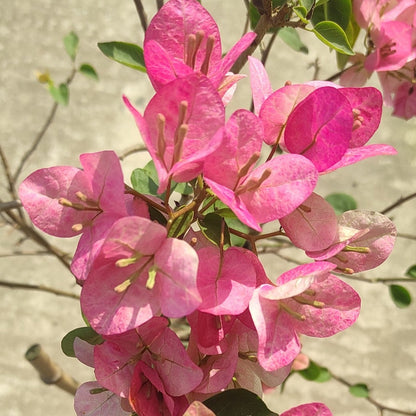 Lady Bird Bougainvillea