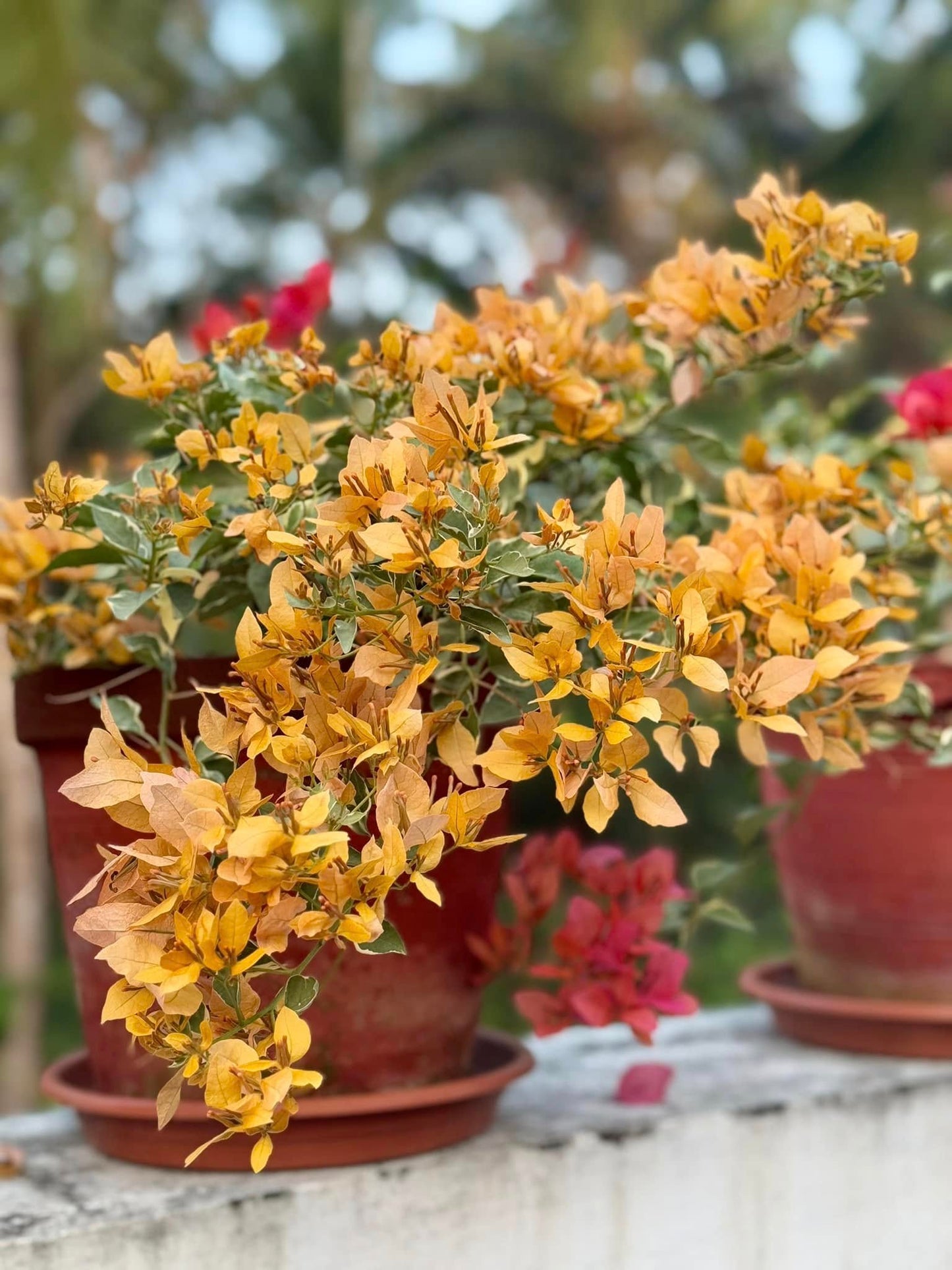 Buterfly Yellow Bougainvillea
