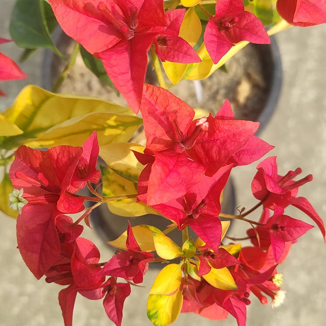 Golden Pedro Bambino bougainvillea (top rare)