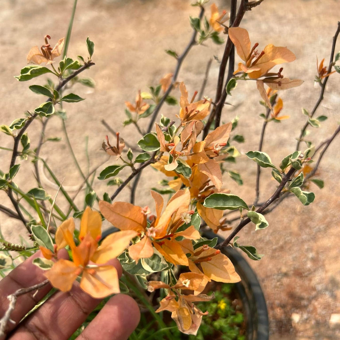 Buterfly Yellow Bougainvillea