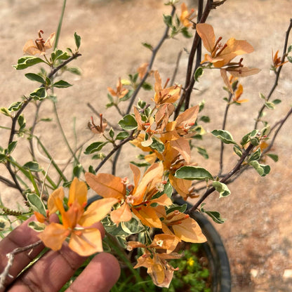 Buterfly Yellow Bougainvillea