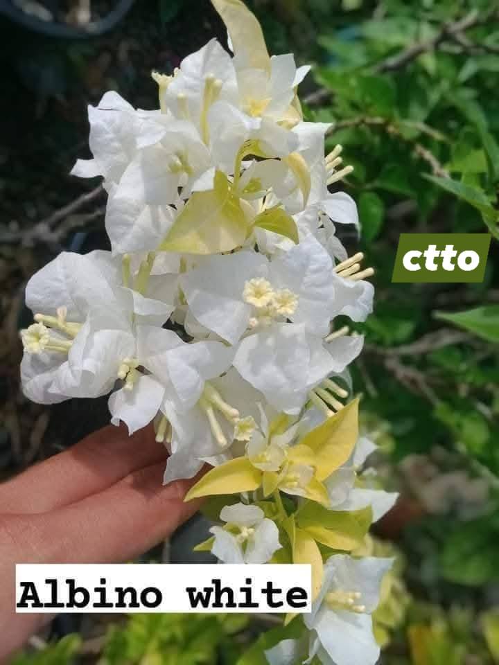 Albino White Bougainvillea