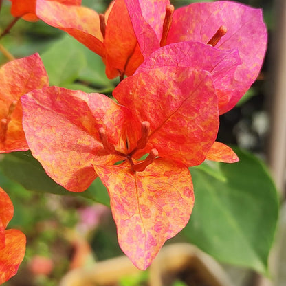 Vietnam Mix Bougainvillea