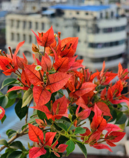 Brizza Red Bougainvillea