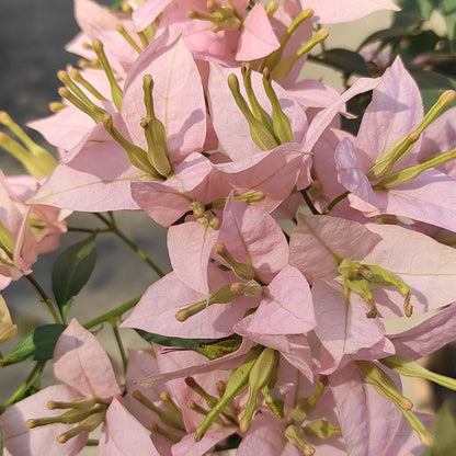 Balaka Bougainvillea