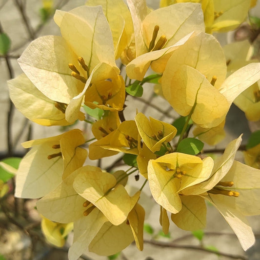 Suvarna Bougainvillea