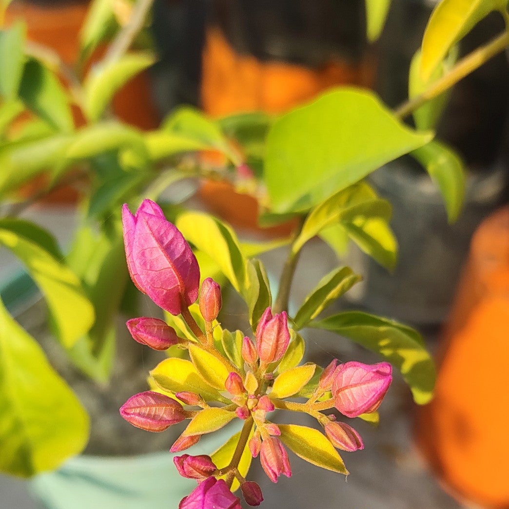 Moonlight Tanglong Bougainvillea