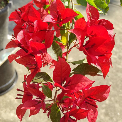 Ruby Red Bougainvillea