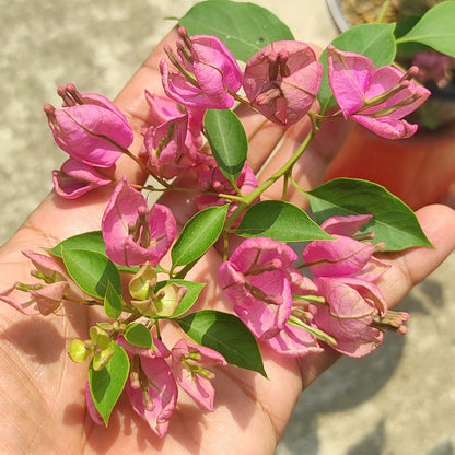 Tanglong Pink Bougainvillea