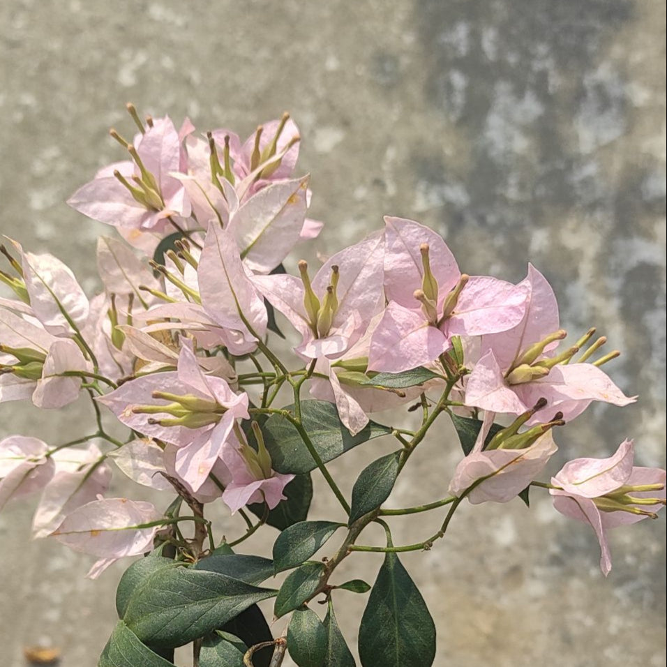 Balaka Bougainvillea