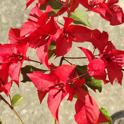 Ruby Red Bougainvillea