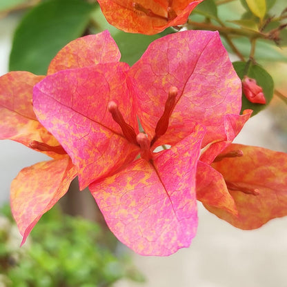 Vietnam Mix Bougainvillea