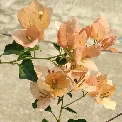 Monalisa Peach Bougainvillea