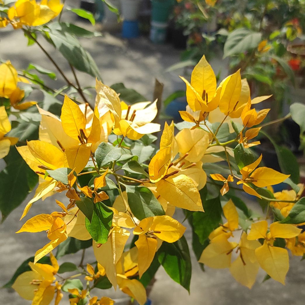 Foxtail Yellow Bougainvillea
