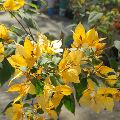 Foxtail Yellow Bougainvillea