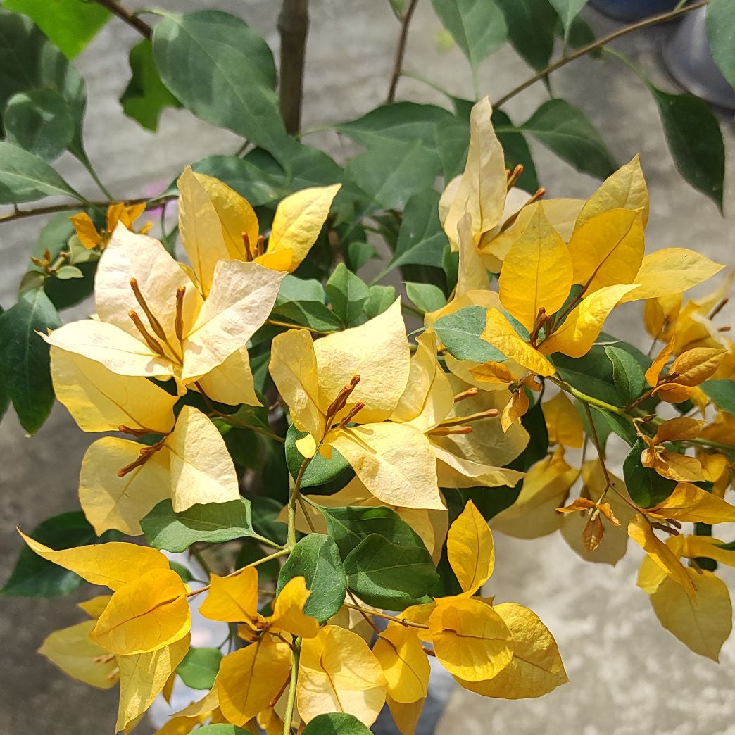 Foxtail Yellow Bougainvillea