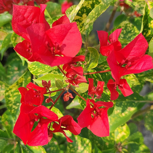 Red Diamond Bougainvillea