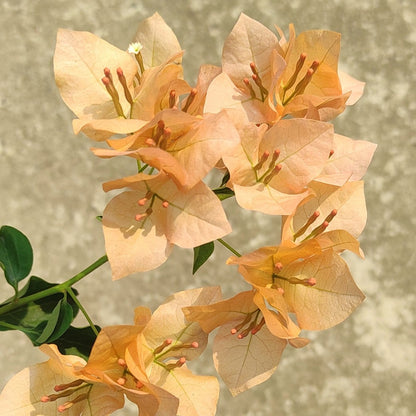 Monalisa Peach Bougainvillea