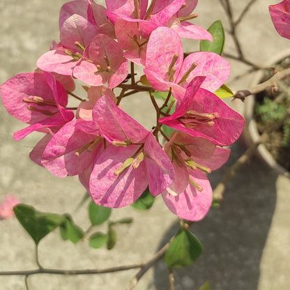 Lady Bird Bougainvillea