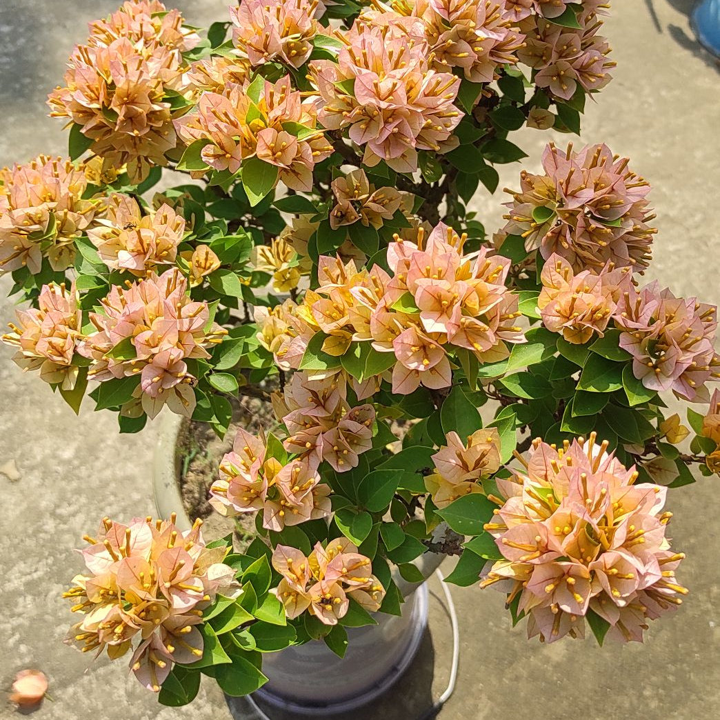 21 Jewel Peach Bougainvillea