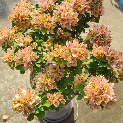 21 Jewel Peach Bougainvillea